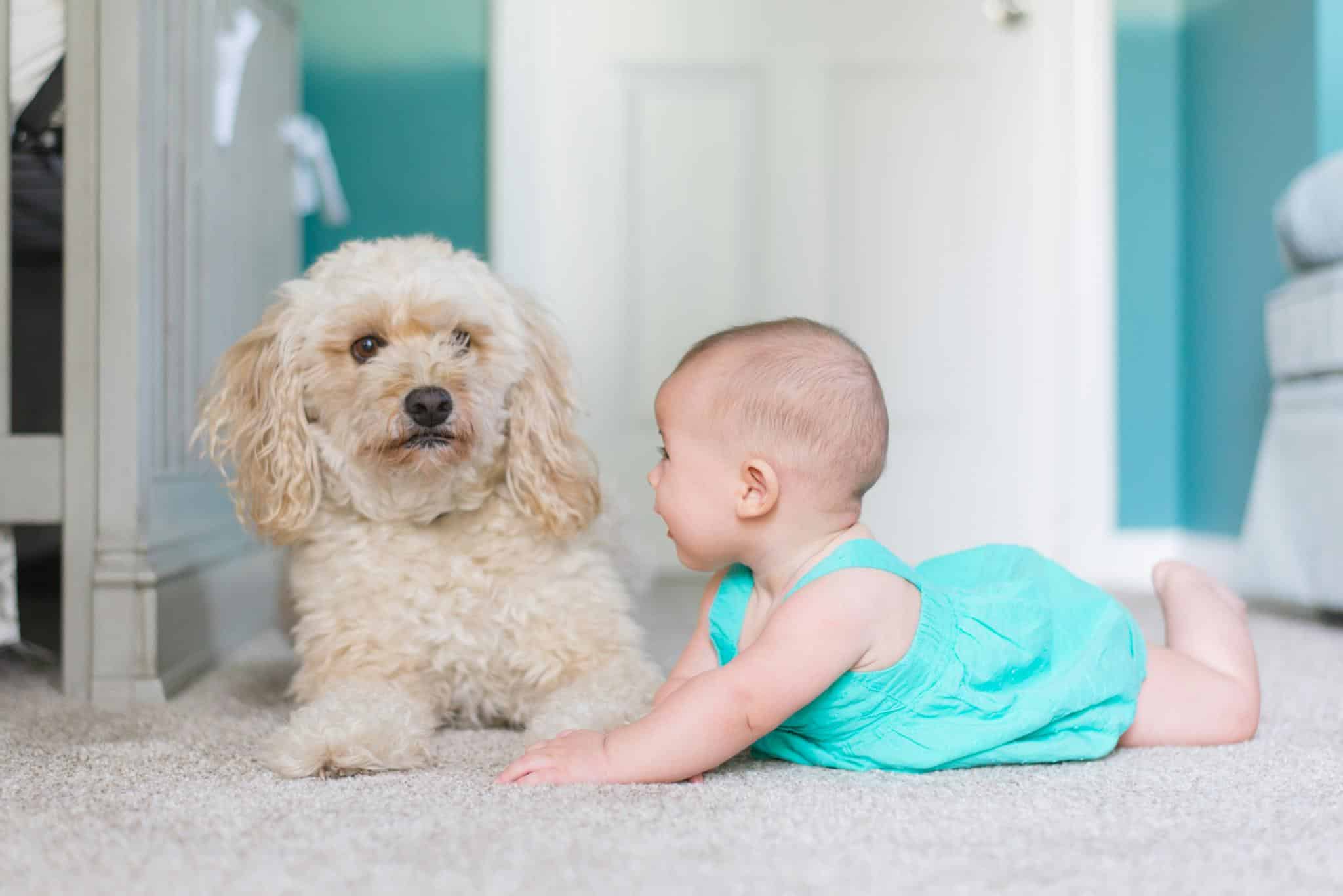 Fotos creativas de bebés con su mascota