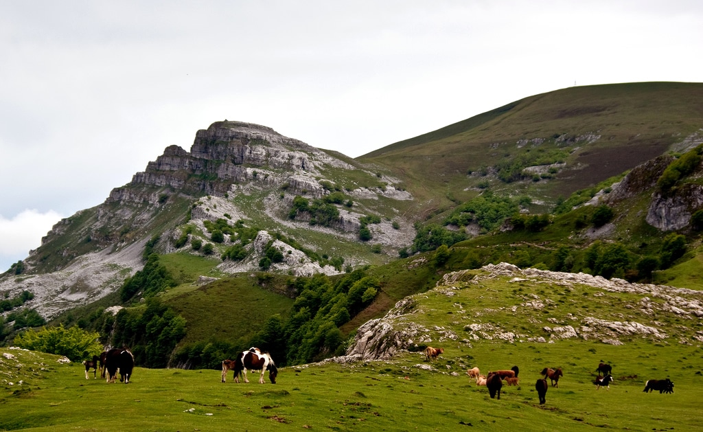 Gorbea