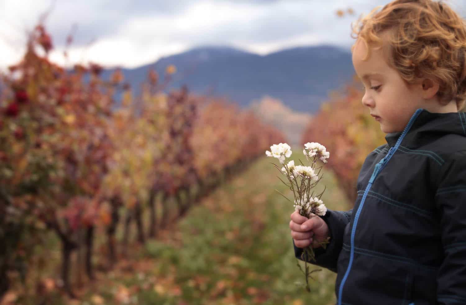 Niño en el viñedo de Vivancos