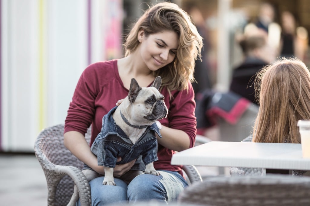 Perros en la ciudad