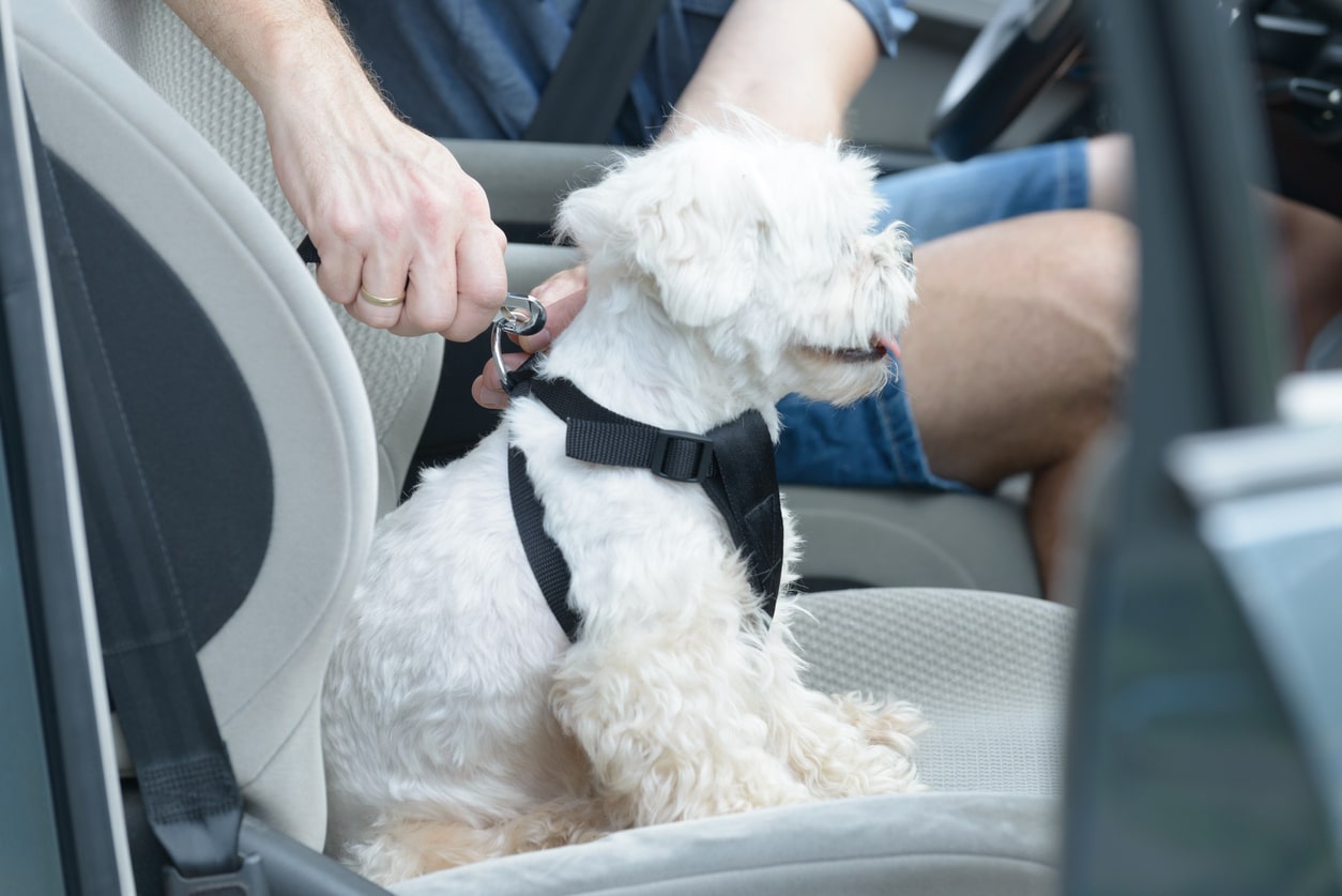 Arnés para la mascota en el coche