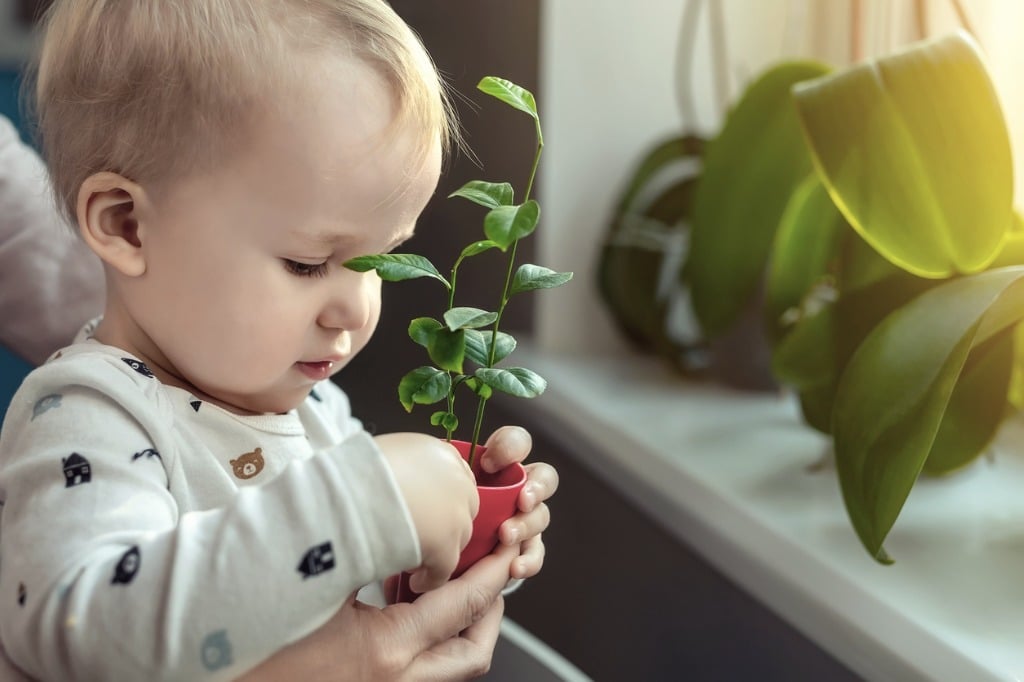 Cuidado de plantas en casa