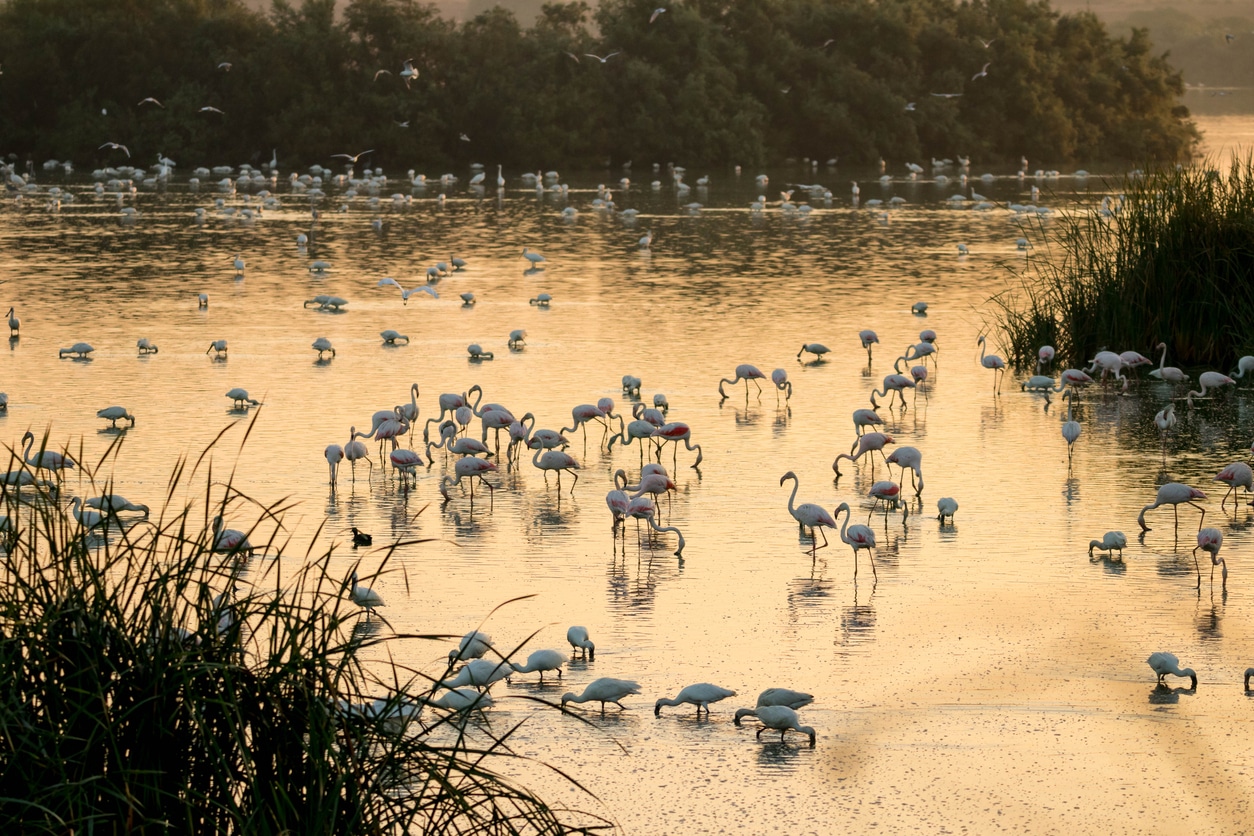 Doñana