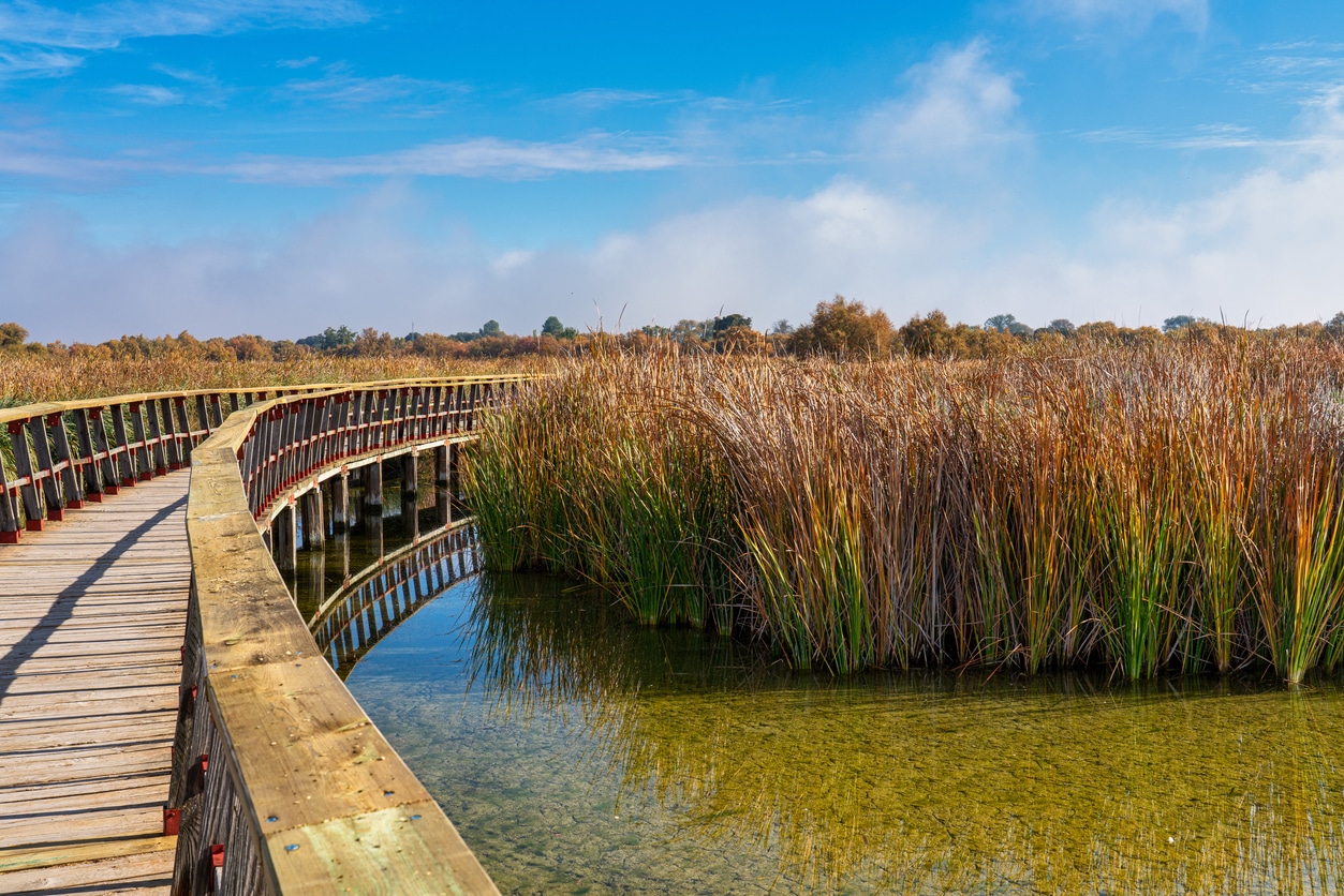 Tablas de Daimiel