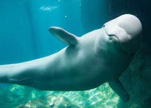 Ballena beluga en el Georgia Aquarium