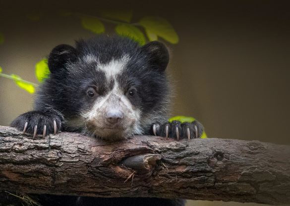 Animales en los zoos de Nueva York