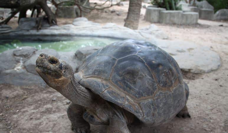 Tortuga en el National Acuarium de Baltimore