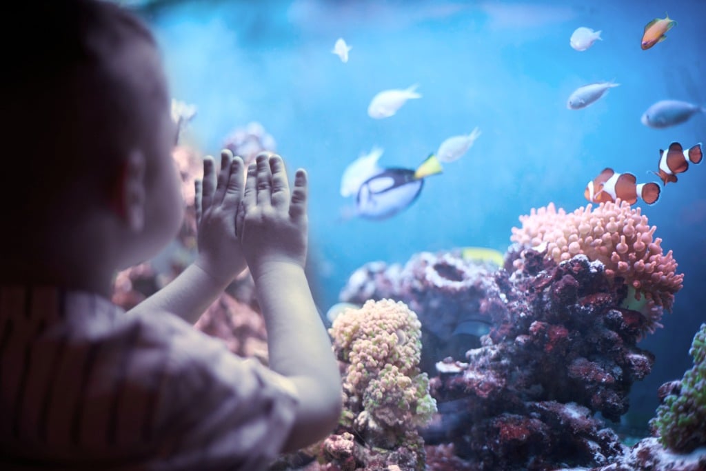 Mira los peces en un acuario