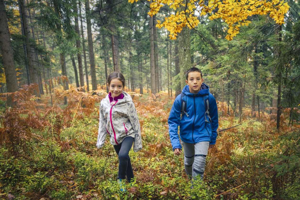 Cómo se organiza la reforestación