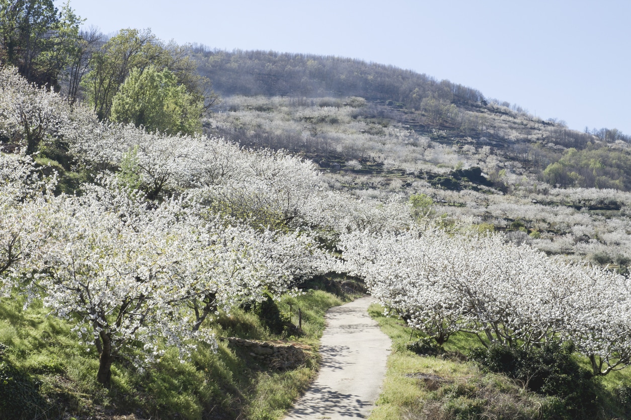 Cerezos del Valle del Jerte