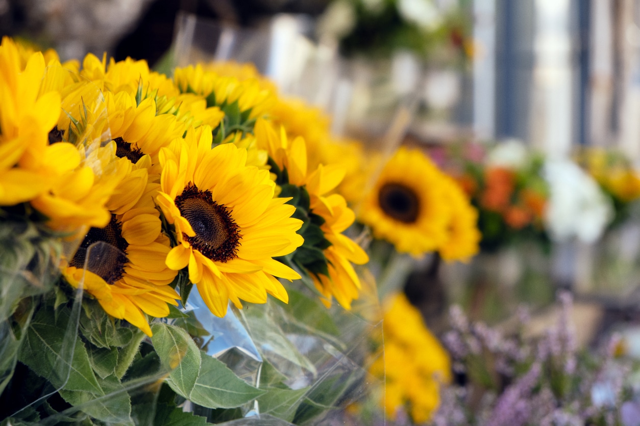 Girasol, energía y positividad