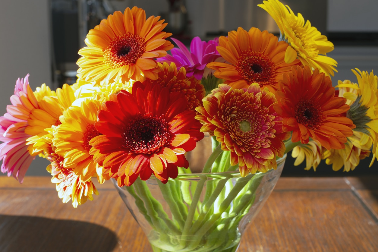 Gerbera, satisfacción y comprensión