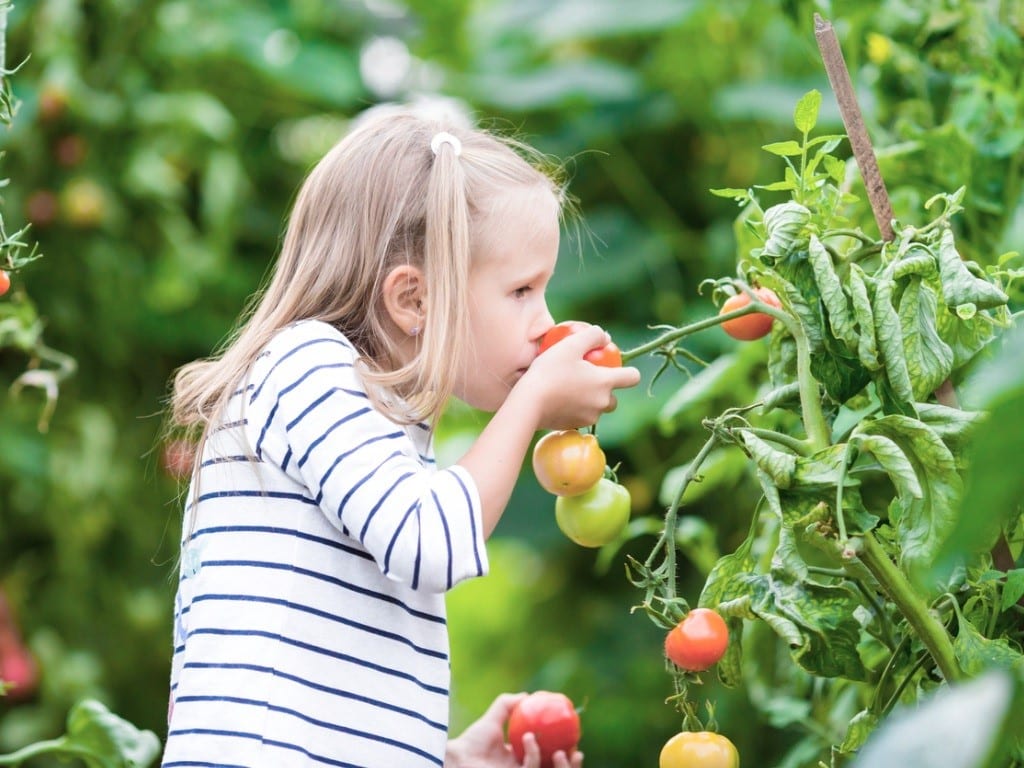 Los beneficios del tomate hacen de este alimento un imprescindible en el menú de las familias.