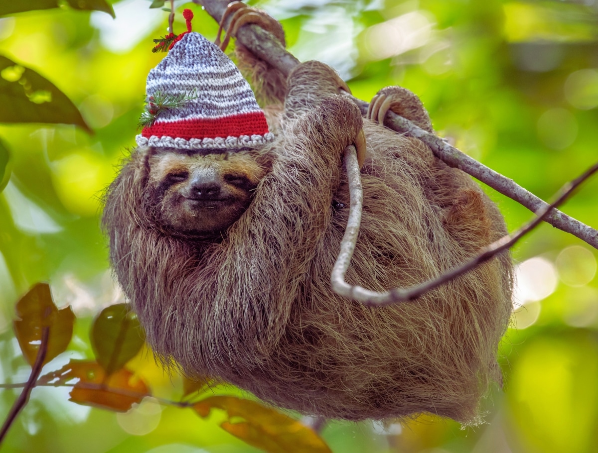 Costa Rica, una Navidad cálida