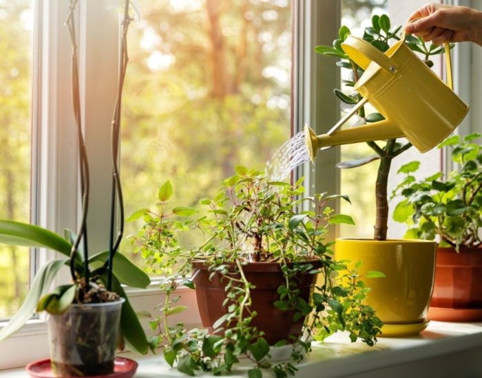 14-07-2021 Cómo consseguir unas plantas bonitas tras las vacaciones
SOCIEDAD
ISTOCK