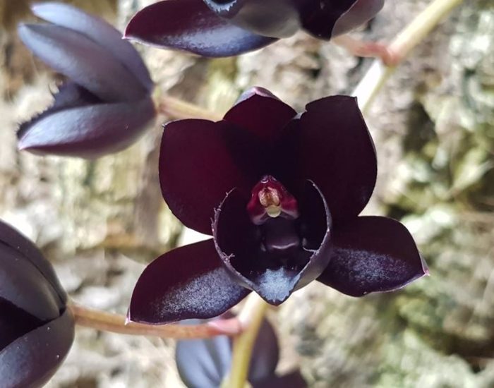 02/06/2023 La orquidea negra, una rara joya natural, que arrasa en redes sociales.

Orquidiario de Estepona, en la provincia de Málaga, es un lugar único y encantador que cautiva a los amantes de la naturaleza y las flores exóticas. Este jardín botánico especializado es el mayor orquidiario de España y uno de los más importantes de Europa por el número de especies que aloja.

SOCIEDAD
ORQUIDIARIO DE ESTEPONA